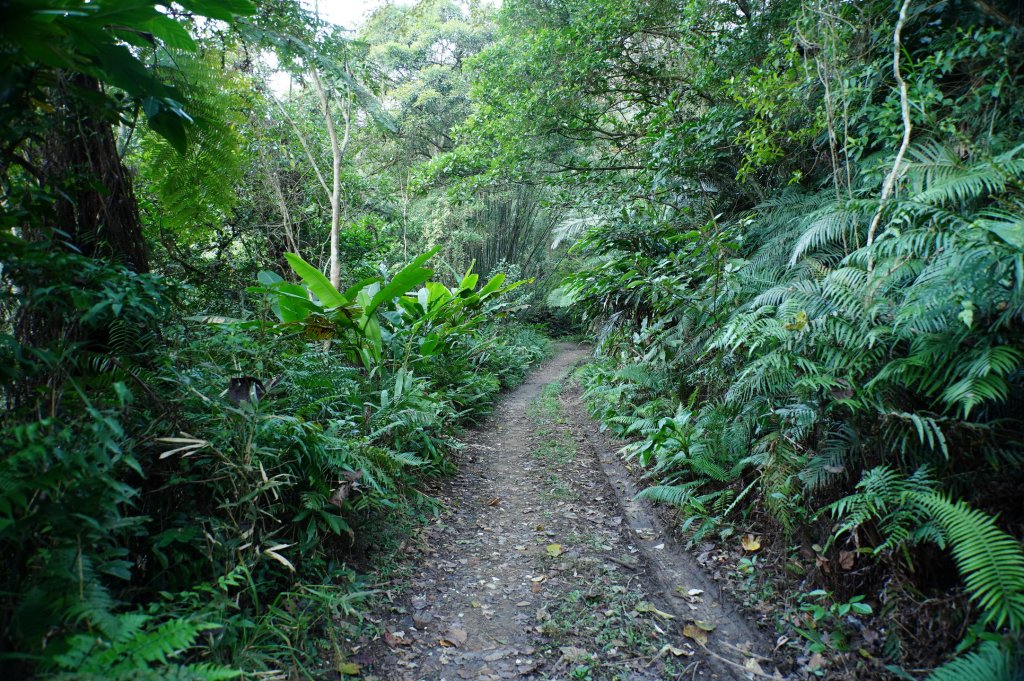新竹 關西 蓬萊仙島山、石牛山、油井窩山、福大山_2982375