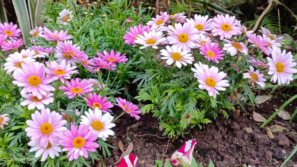 陽明山花卉試驗中心 1/4_2681920