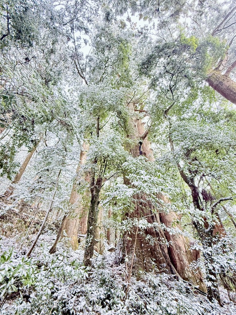 熊野古道中邊路D4 繼櫻王子—熊野本宮大社(大雪所賜改泡湯行程) 2025.3.19_2746959