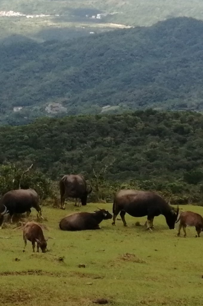 初訪草嶺古道_870773