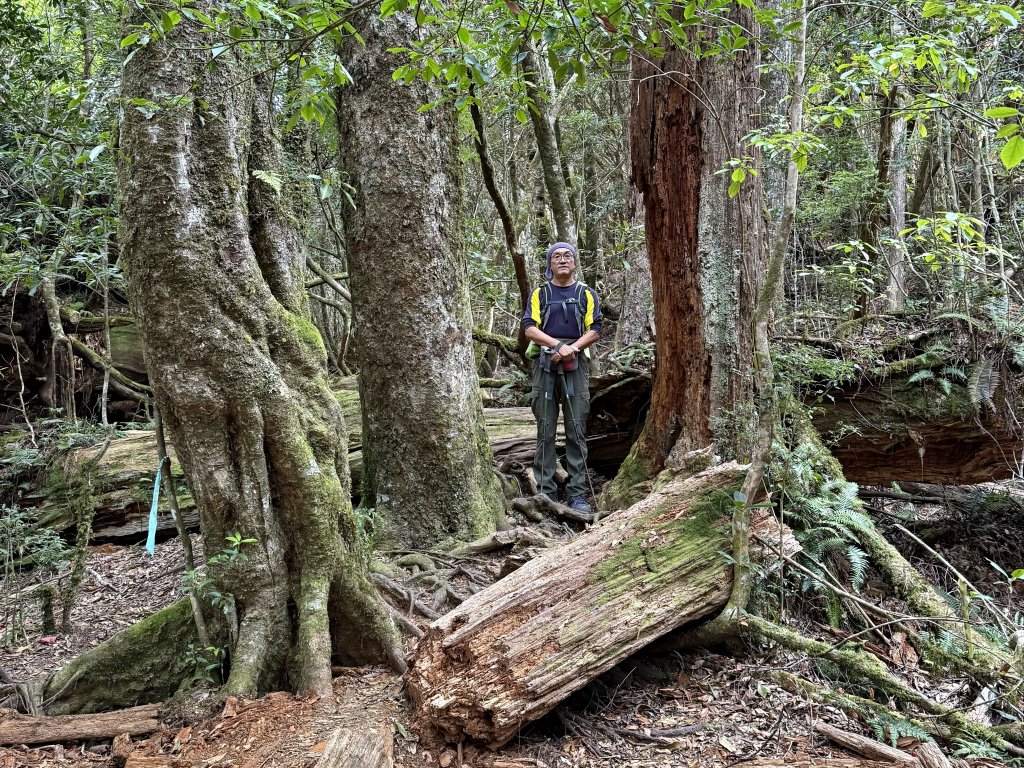 塔曼山 連走 拉拉山森林遊樂區 O繞 20251011_2923658