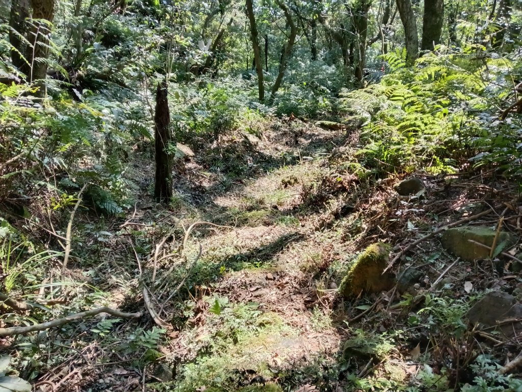 坪林區楣子寮尖+土地公遺址+火燒寮古道+枋山坑古道+枋山坑崙O型_2985668