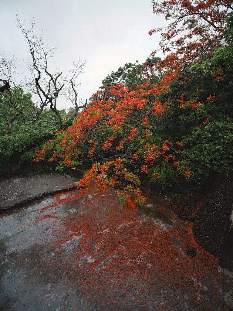 八卦山—鳳凰花開時_977448