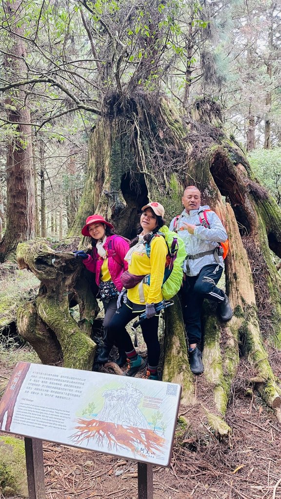 1130331阿里山-大塔山(小百岳)_2469018