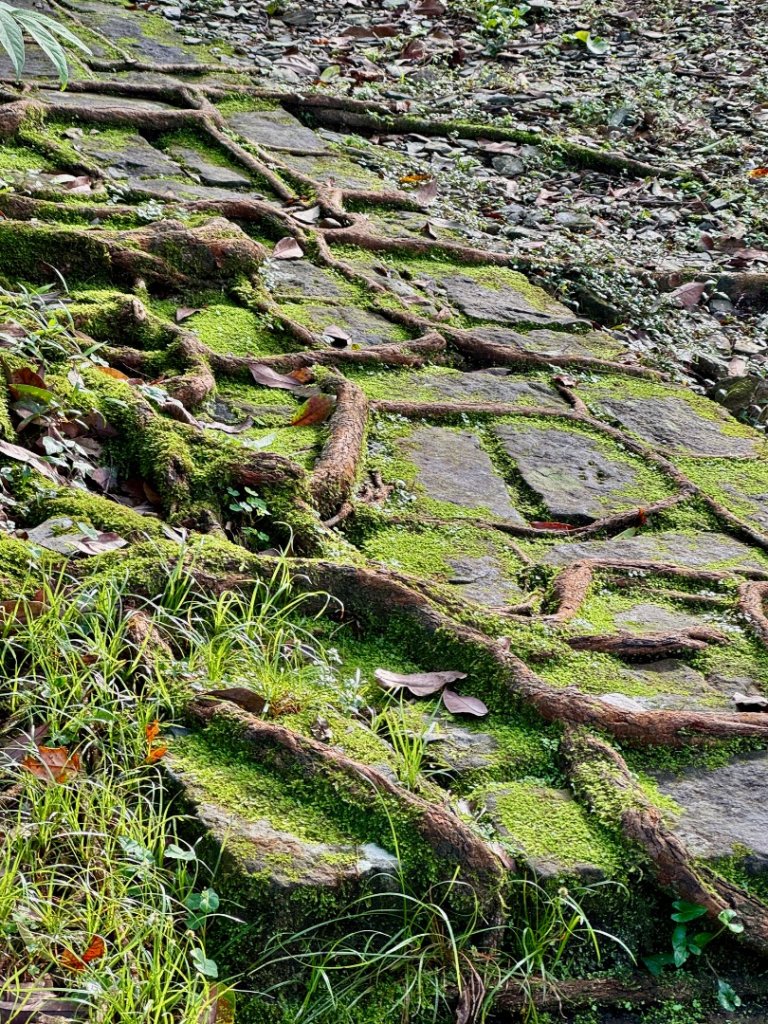生態環境豐富的仁山植物園 感受鑑湖秋月-梅花湖的魅力_2953841