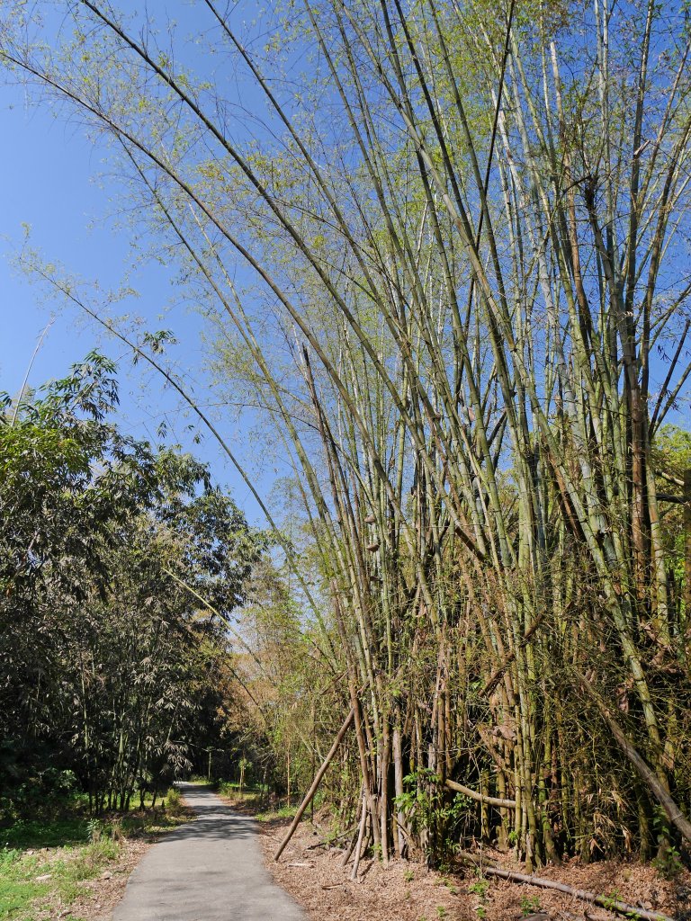 龍過脈森林步道_1270888