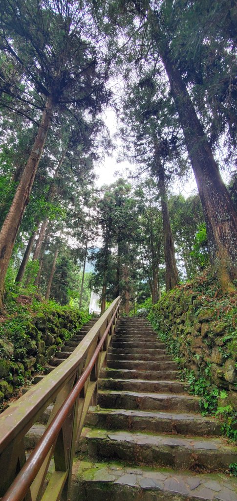 2024-05-19溪頭自然教育園區_2507971