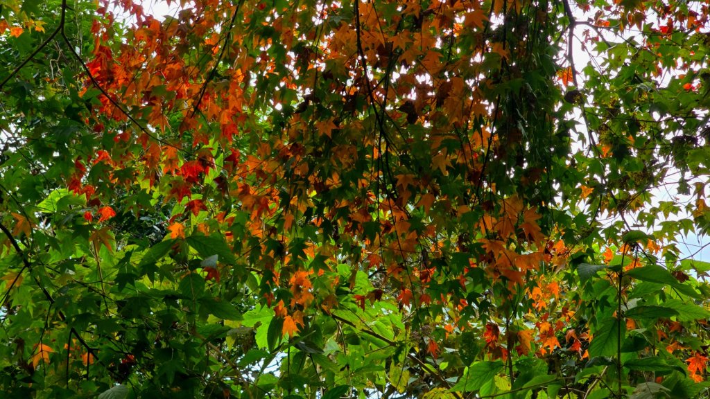 馬那邦山之雲海／雲瀑／楓紅／太陽琉璃光_2668248