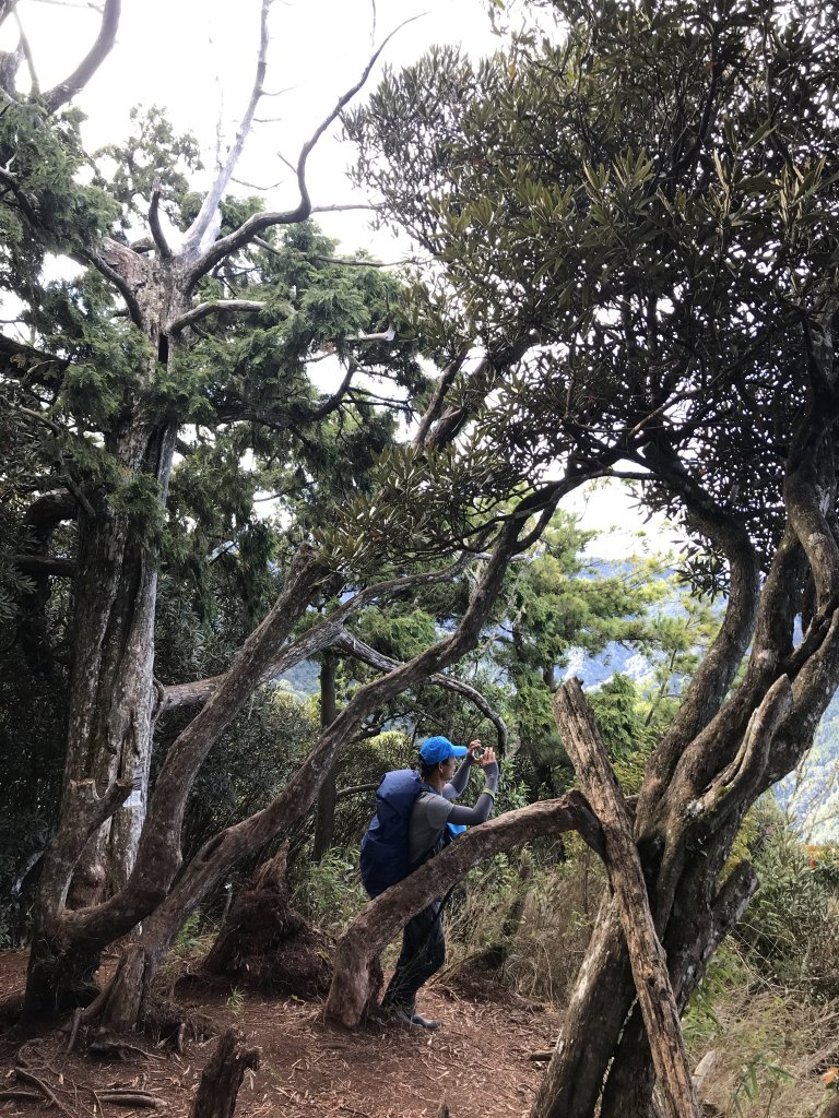 登山野營兩相宜~高島縱走_1488875