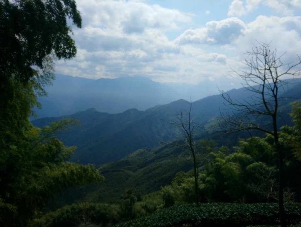 溪頭 南鳳凰山 天文台 神木O型 _869850