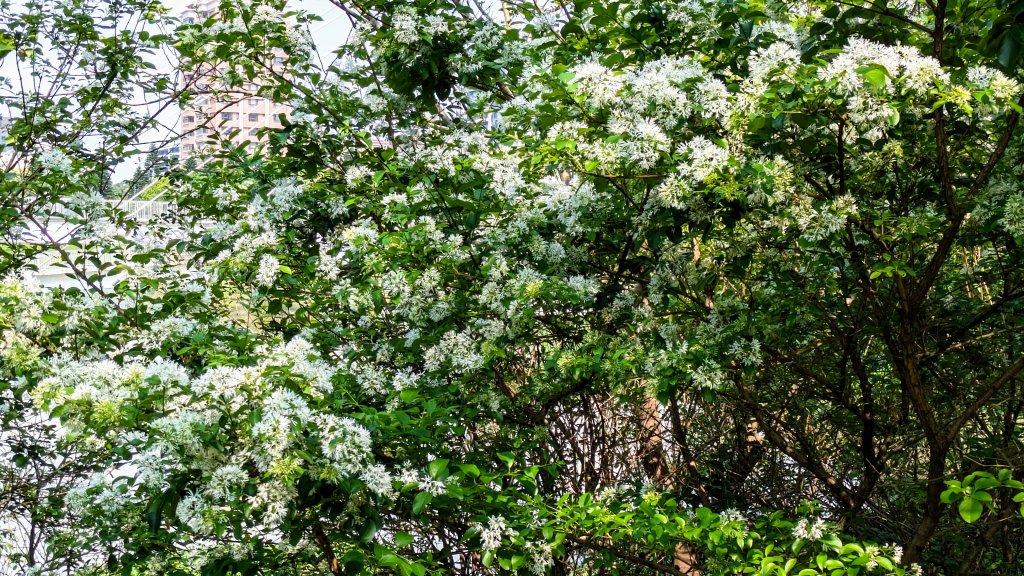 溪海花卉園區_2469952