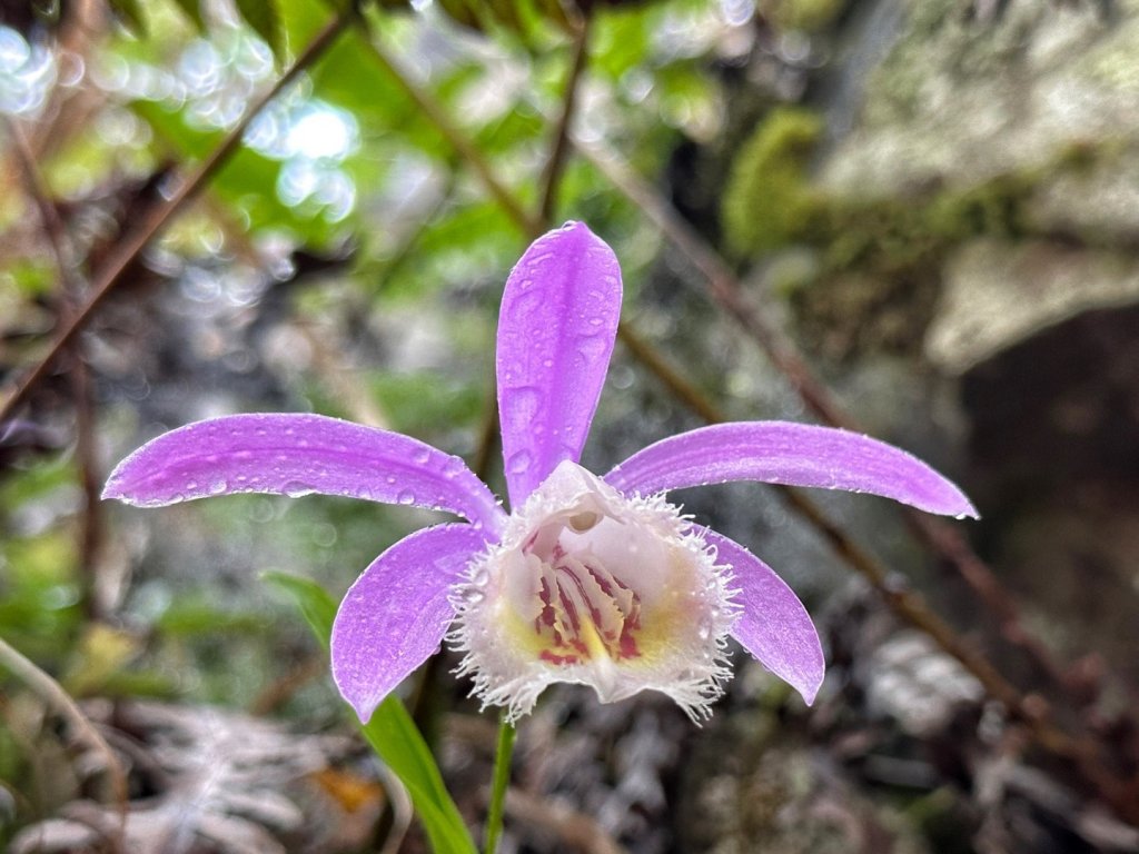 大雪山 神木 天池 春遊賞花_2115133