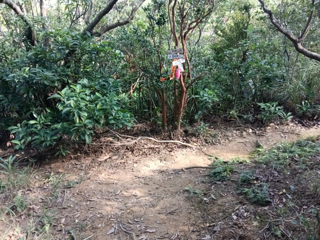 貢寮區龍洞坑古道+苦苓嶺+南雅山+海園古道O型_2954701