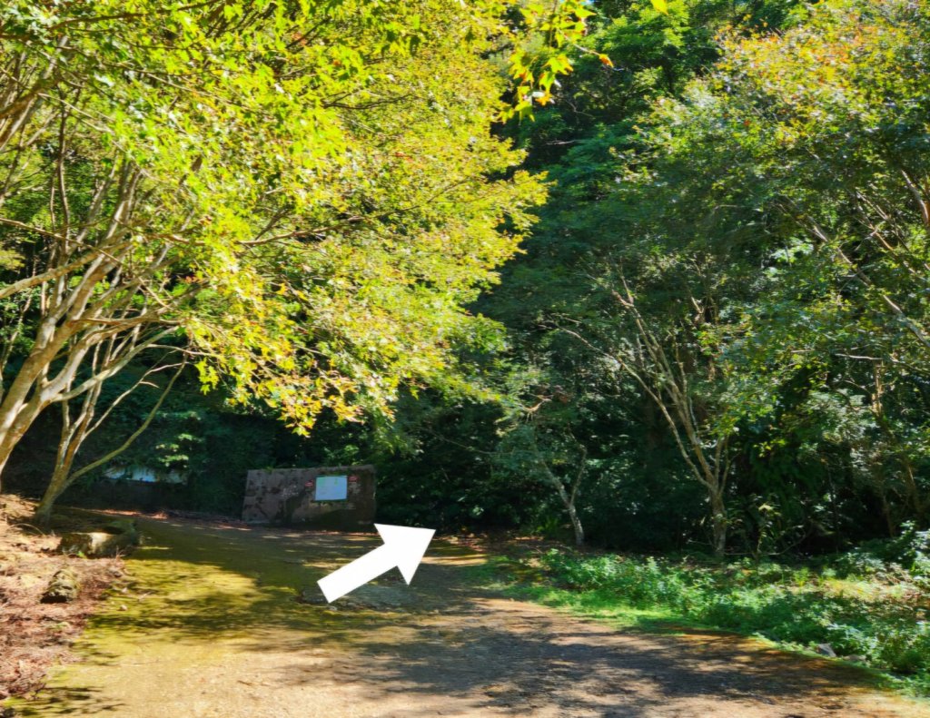 【中級山】插天山的奇幻世界，赫威山，赫威神木群步道_2741276