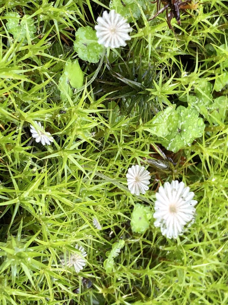 散落的珍珠-加羅湖_1387438