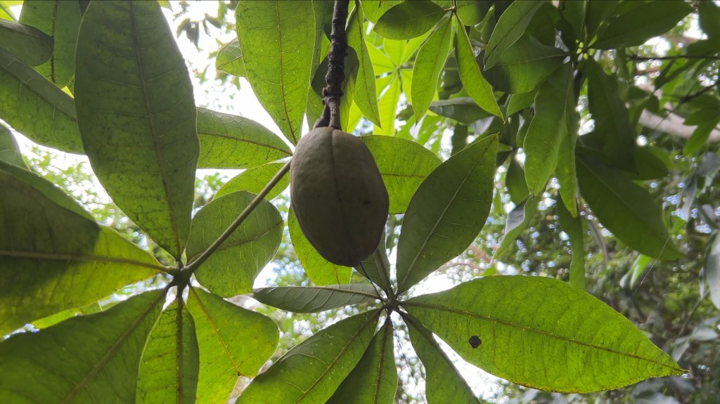 九份二山_2597577