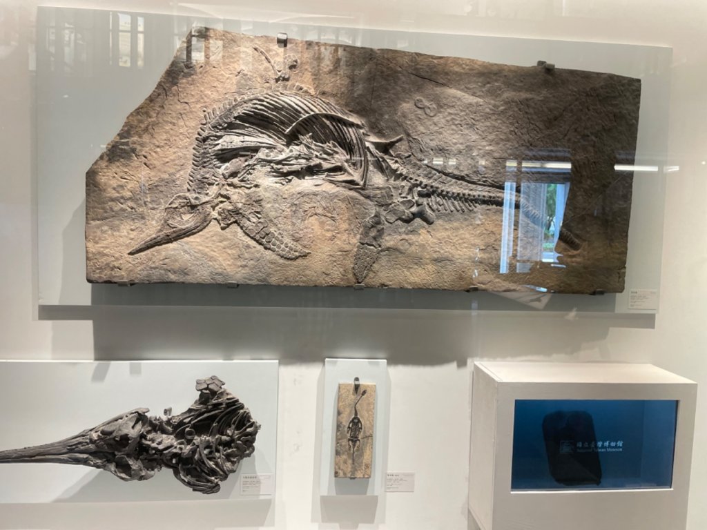 雨天備案💙 台灣博物館的古生代館-台大動植物館免費參觀-北投♨️季_2799006