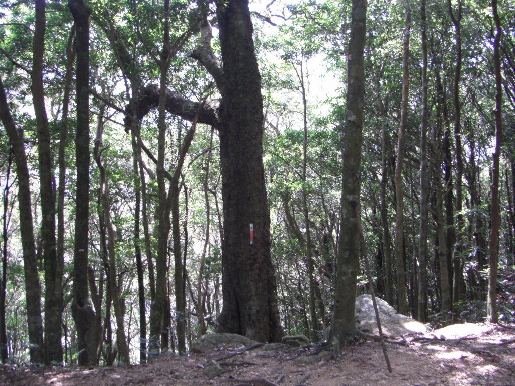 關西_外鳥嘴山20090908_1958029