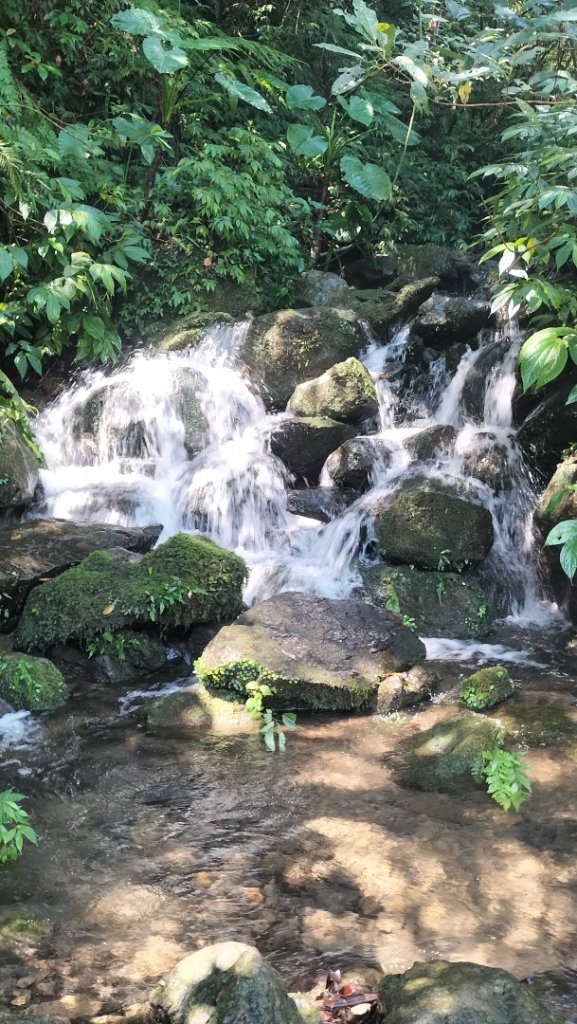 烏來大桶山腳下洦洦山澗、幽幽秘徑_2542101