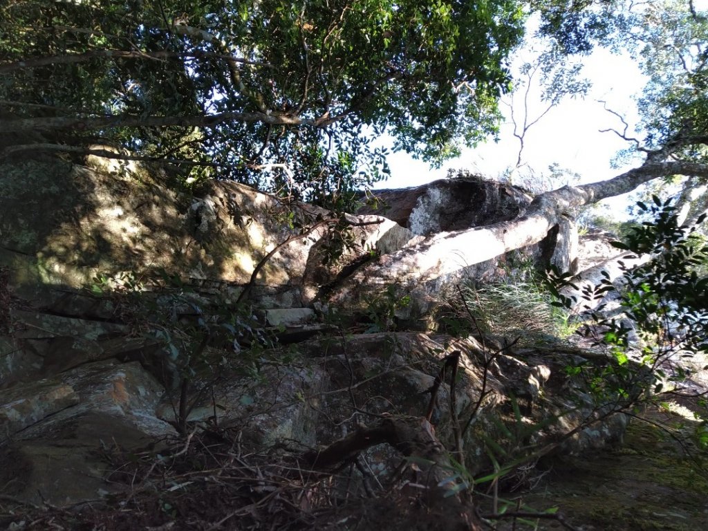 ▲鵝公髻山西南南峰,鵝公髻山西南峰,鵝公髻山,鳥嘴山_1539976