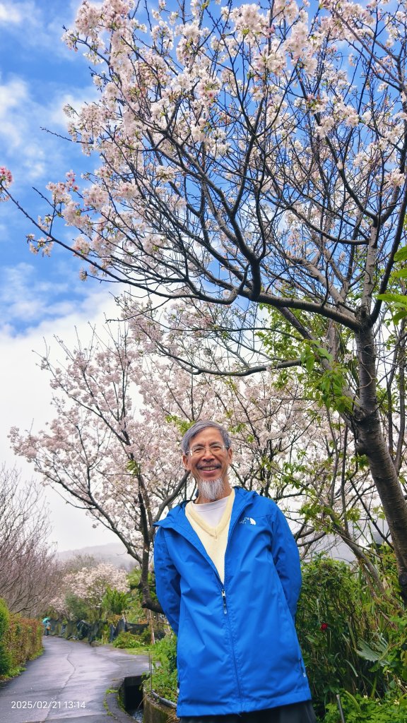 #十八份拐圳步道 #墨染櫻 2/21_2717223