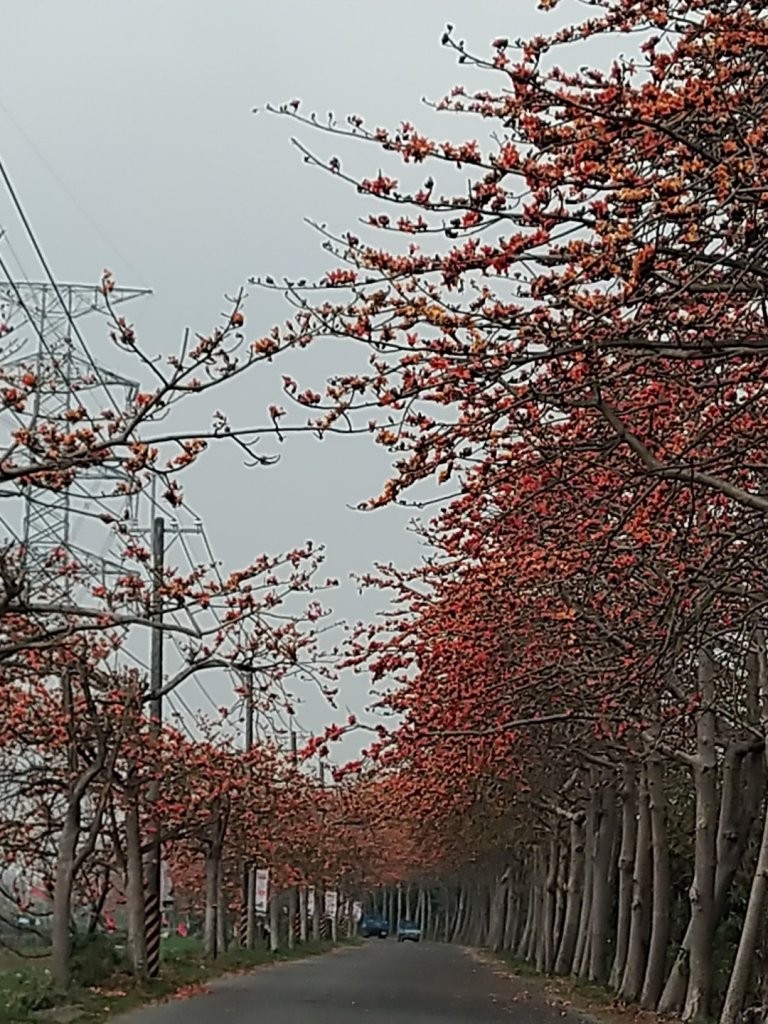 鼓山尖峰泡茶趣---彰化縣埤頭鄉木棉道_855688