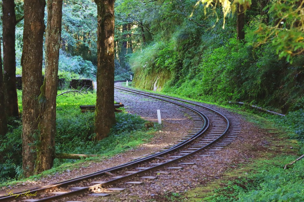 【眠於月下】阿里山林鐵之旅_1510003