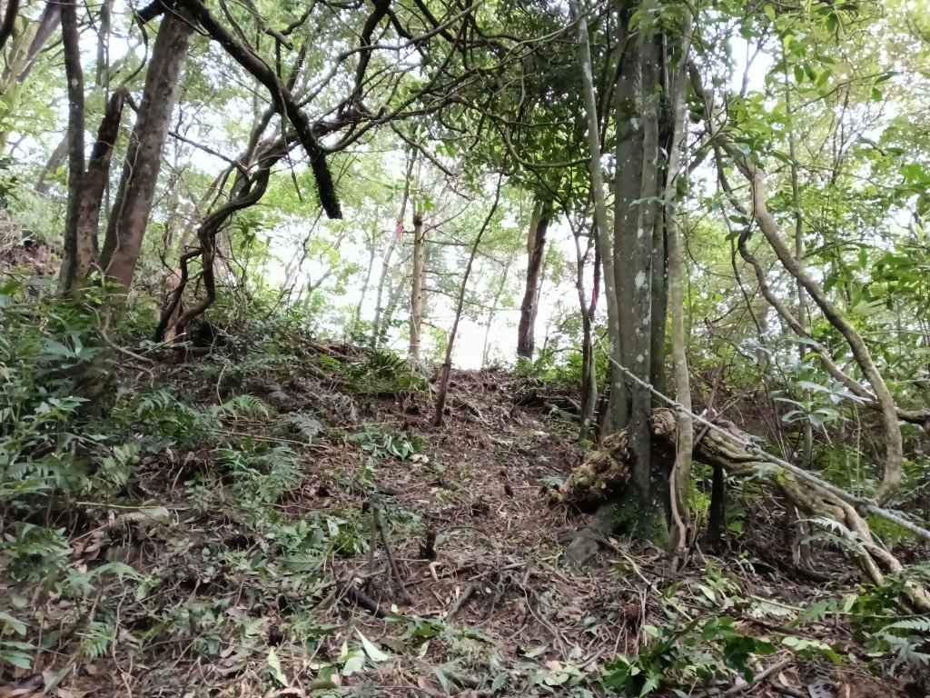 雙溪區彎穹平林山+平湖東步道+紙坑古道(億山煤礦)+紙坑山出平水聚落O型_2965888