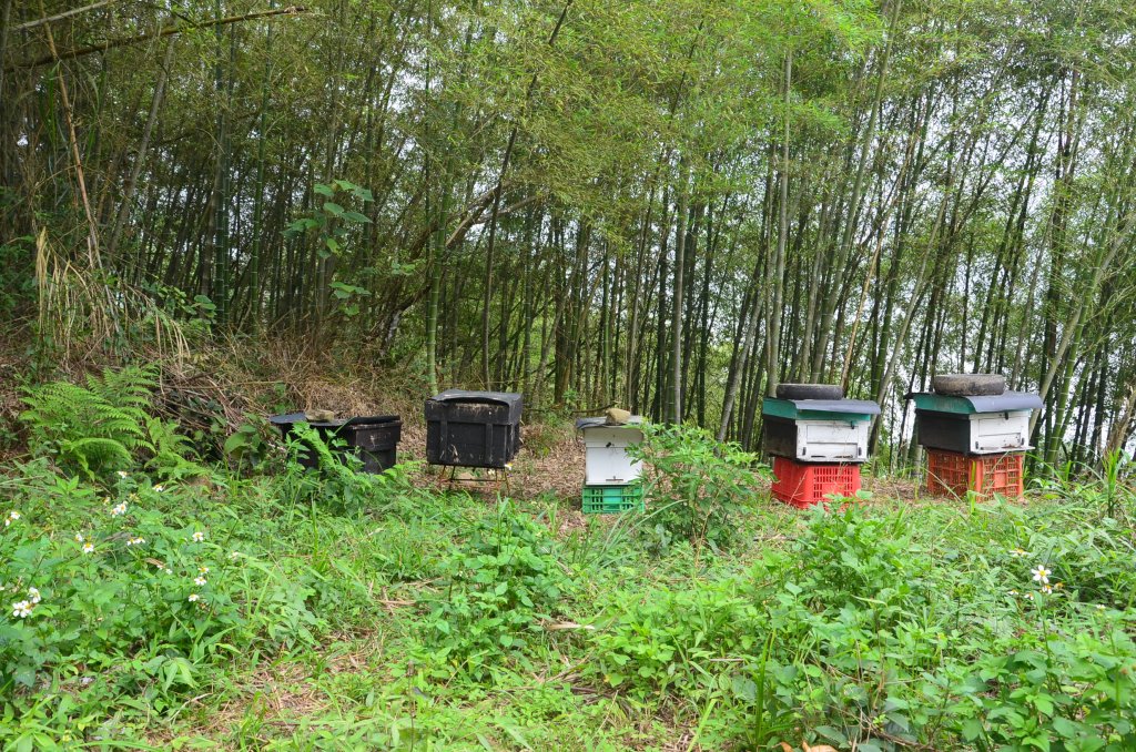 後棟仔山_1230517