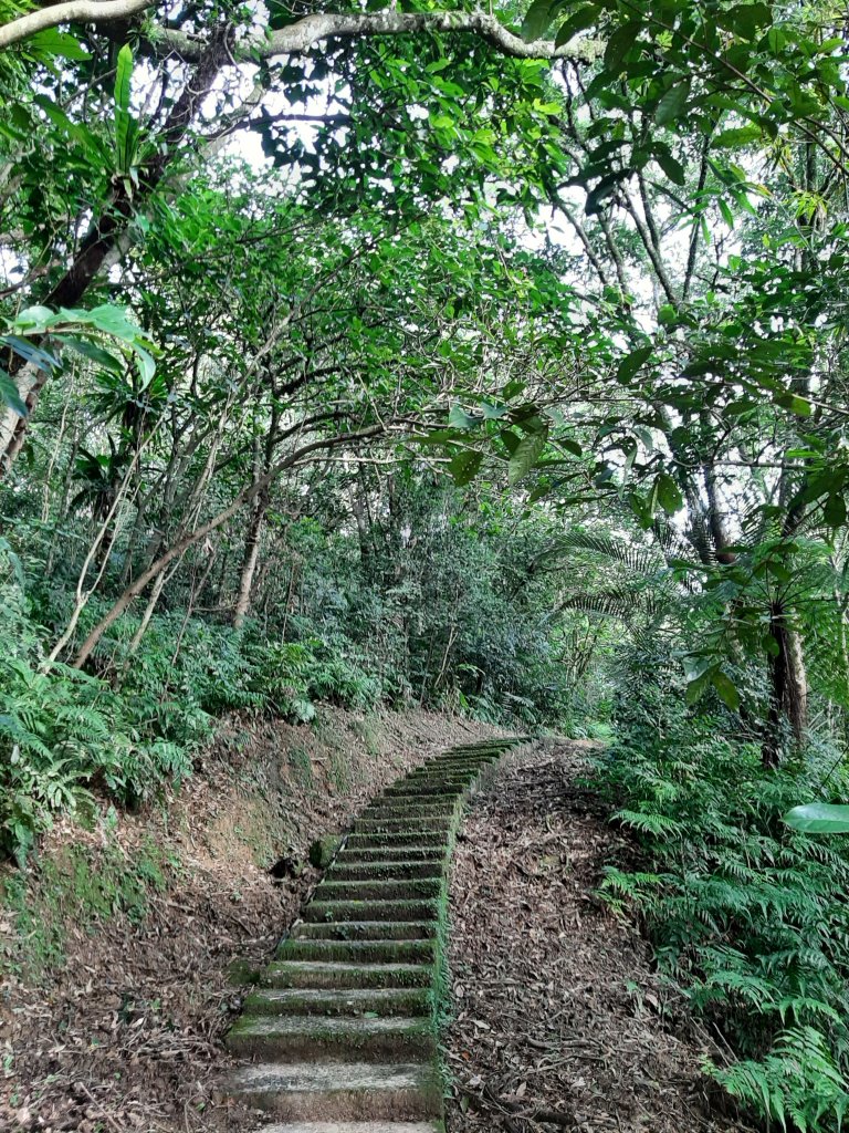 愛在秋芒紛飛時...五分山_2353591
