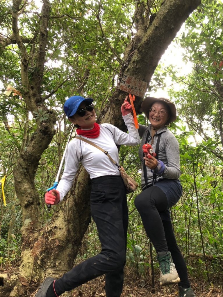 東勢大崙、東勢坑山、觀音湖山O走_2986323