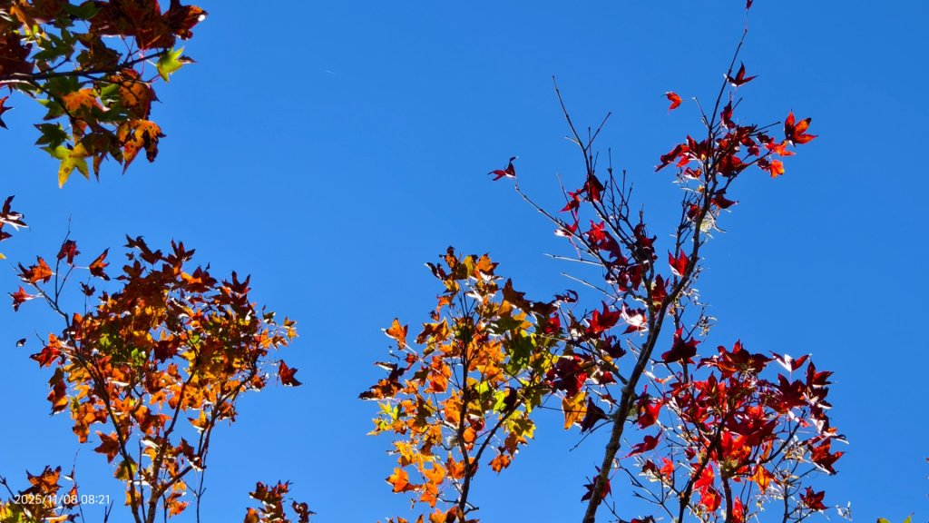 #太平山 #望洋山 #觀雲步道 #日出 #雲海 11/8_2931188