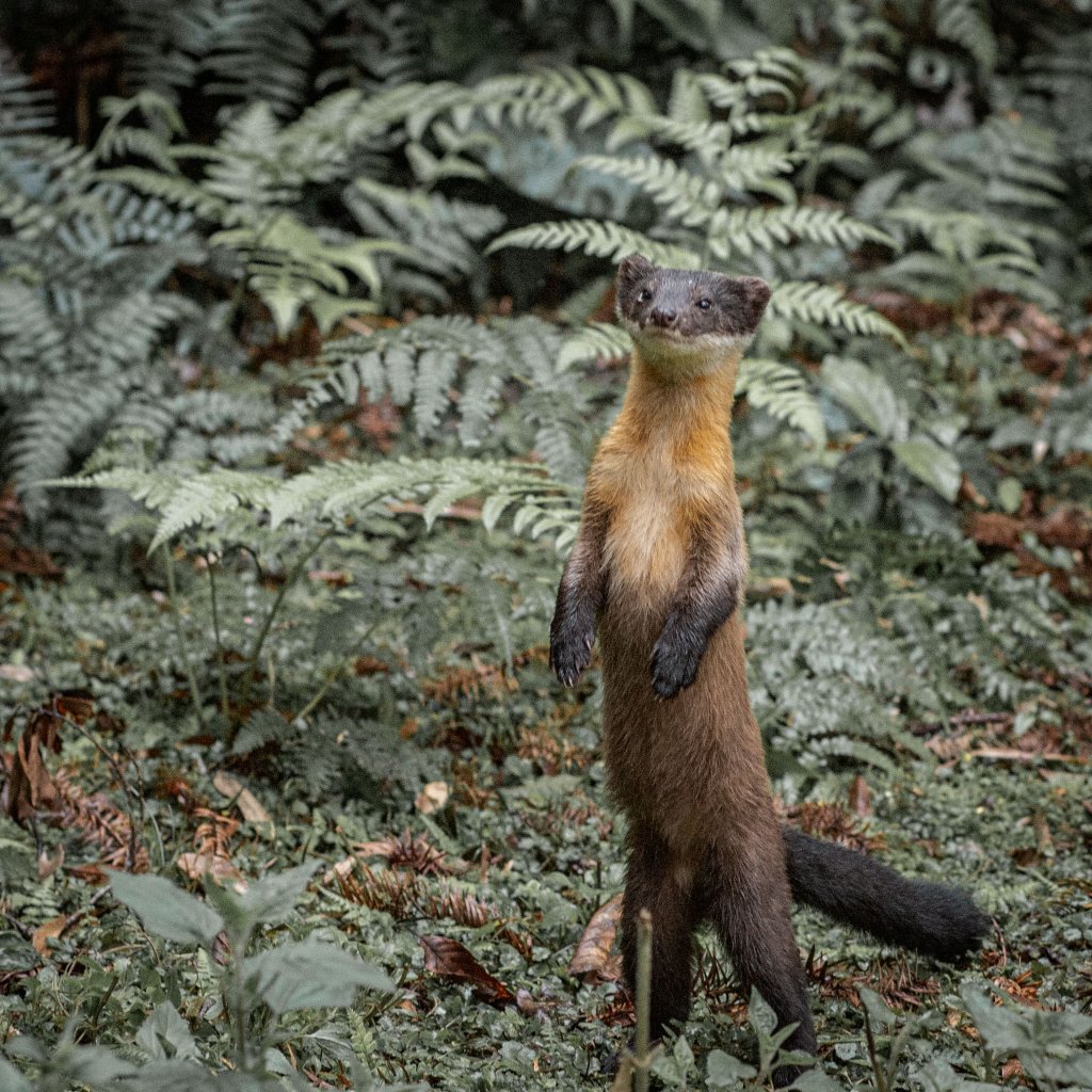 瓦拉米步道-佳心營地住一晚封面圖