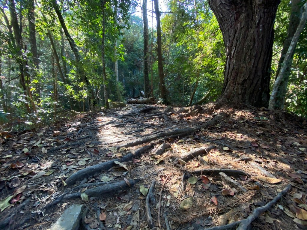 唐麻丹山-松鶴上三角點O型回松鶴_2378371