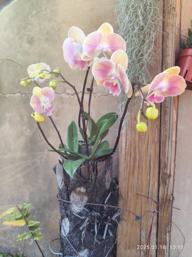 桃園市楊梅區八方園百年三合院景觀客家餐廳 - 欣賞美景與大啖美食_2693204