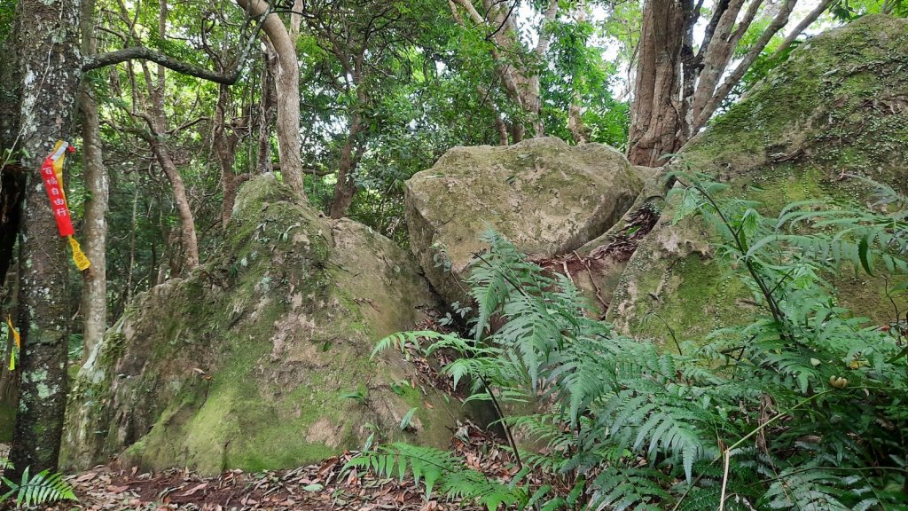 《新竹》柳杉林海｜油羅山O型20210515_1387792