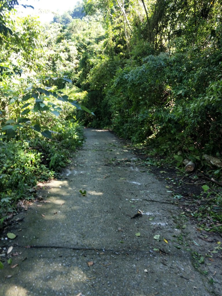 步道巡訪員 l 白毛山步道6月巡訪日誌_996268