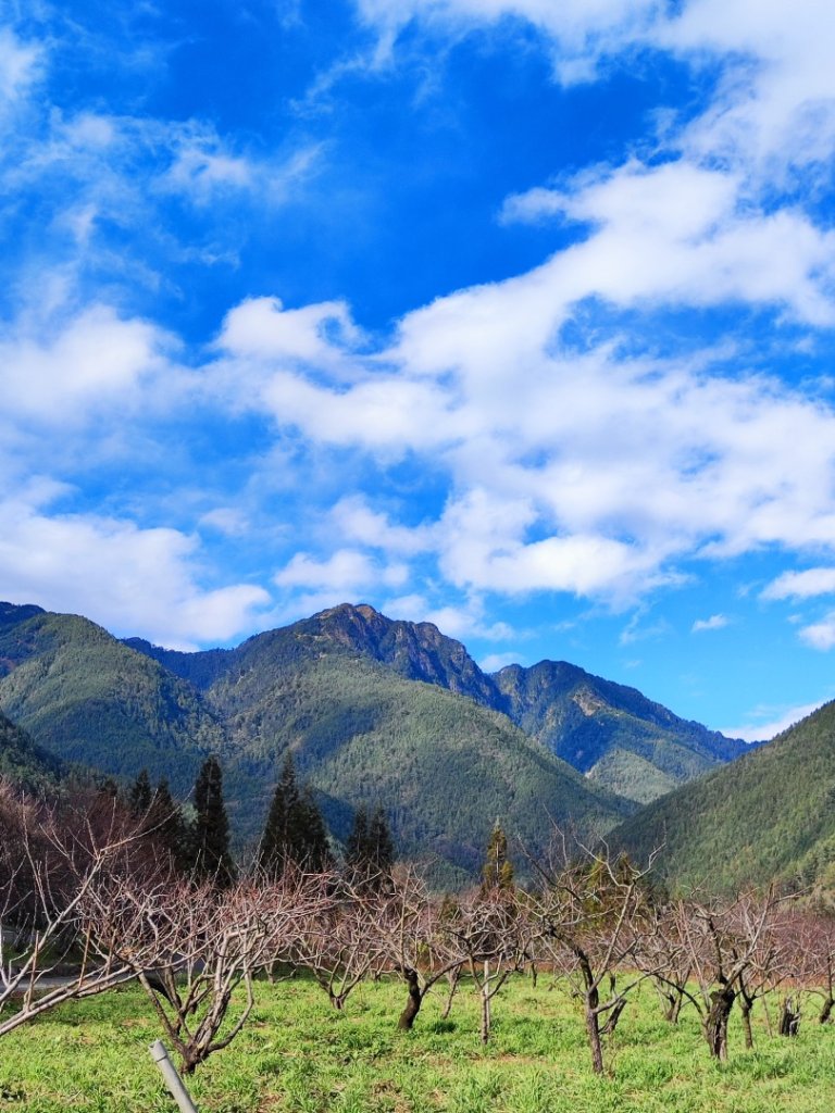 1/1元旦雪主東_2681429