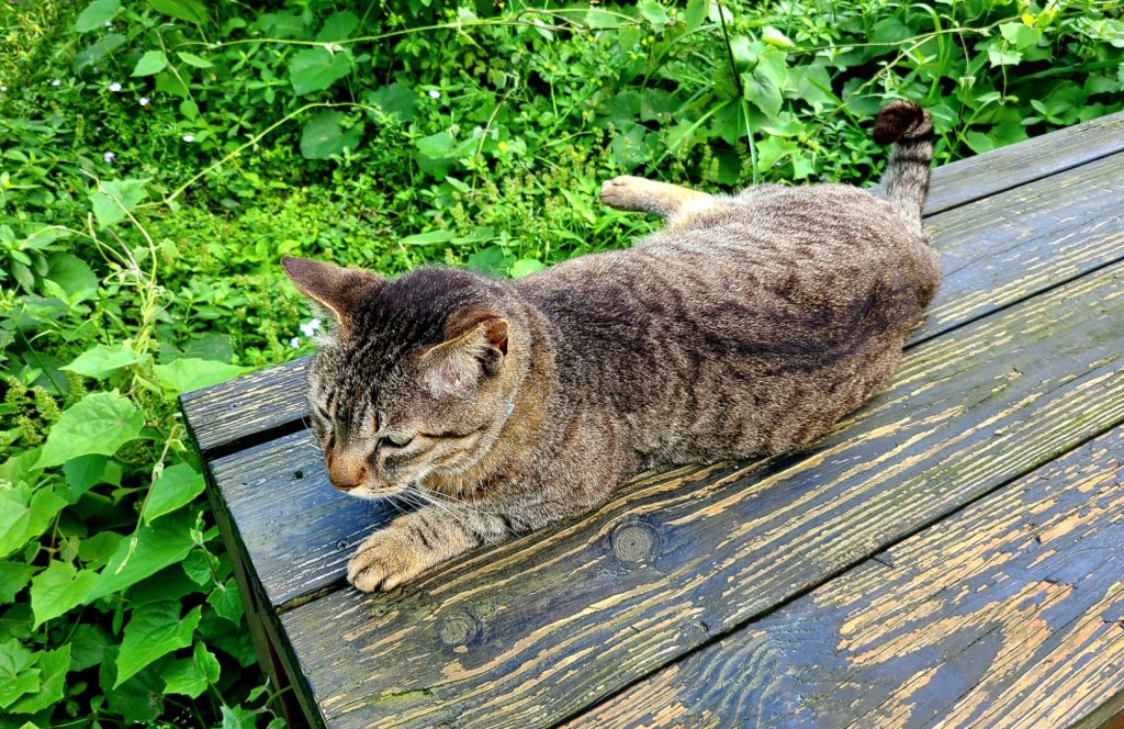 三貂嶺越嶺猴硐步道.貓村.猴硐坑博物館_2112635