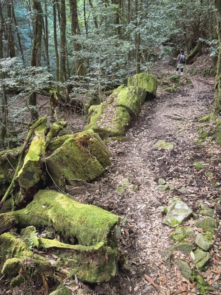 船型山林道賞雲海、烏石坑山、2432峰 山景海景一次到位_2929309