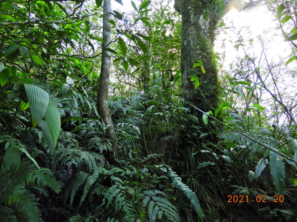 宜蘭 頭城 窖寮山(未竟)_1278650