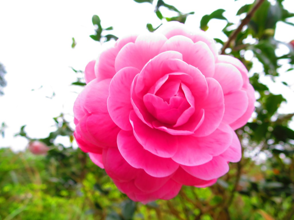 迎春賞花步道：貓空魯冰花海_817056
