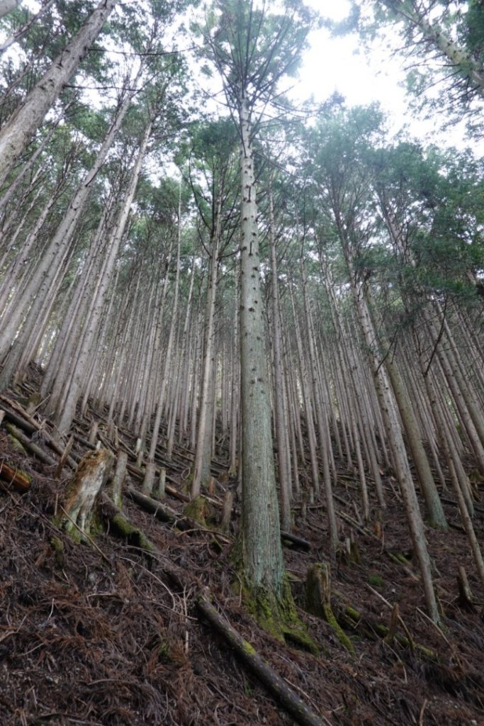 熊野古道小邊路.熊野三山_2485426
