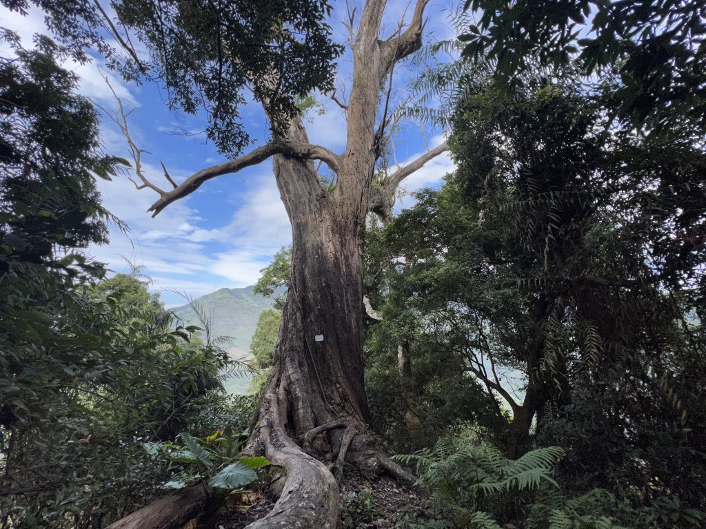 【鳥洗縱走】_1900411