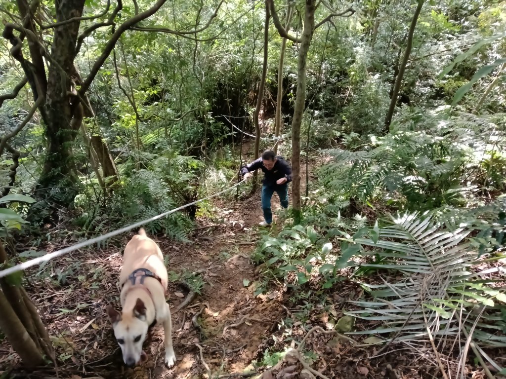 基隆市/萬里區界寮縱走之三界山+三界山西峰+開眼尖山+七分寮山+瑪七產道山泉水接水亭_2979587