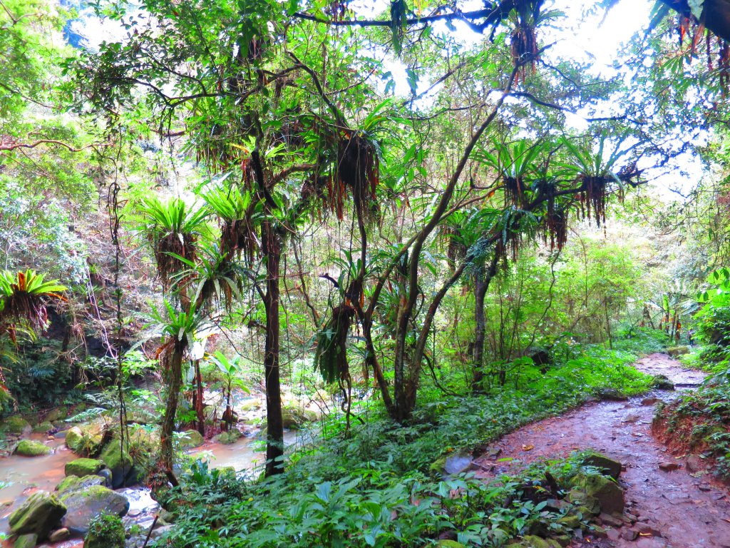 【新竹內灣】馬胎古道_1619735