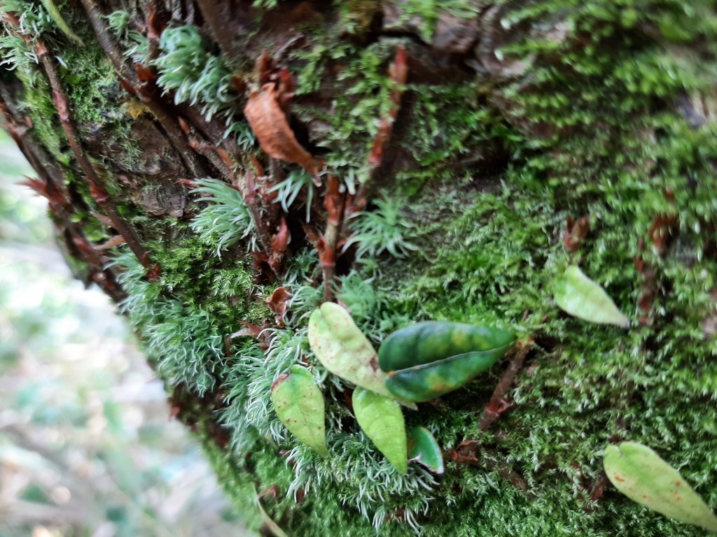 漫步枕頭山。竹子湖漫漫而行_1317363