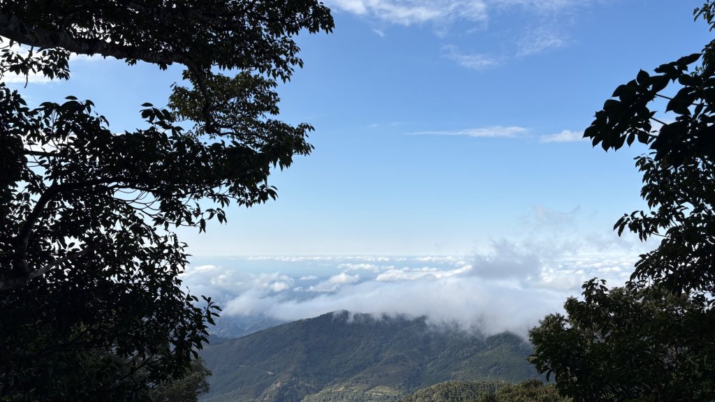 山毛櫸的「最後一舞」_2955402