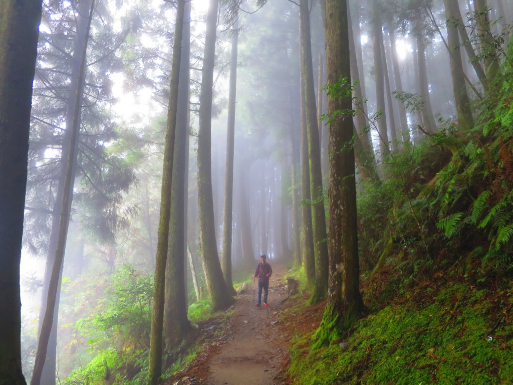 【新竹】觀霧迷幻森林：檜山巨木群步道_1111968