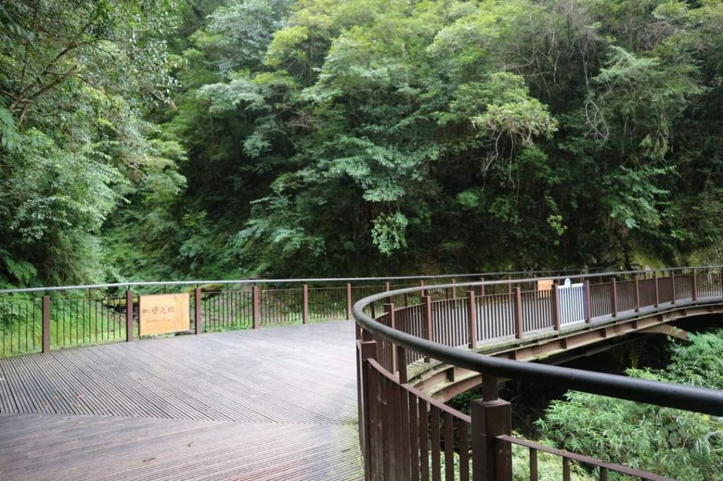 〔桃園復興〕拉拉山巨木，史詩級魔幻森林，75公頃紅檜 扁柏森林浴_2237329